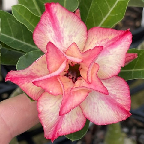 BAF593 INSPIRING Adenium Desert Rose