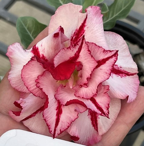 BAF594 TWINKLE TWINKLE Adenium Desert Rose