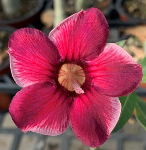 BAF604 FROSTED CLARET Adenium Desert Rose