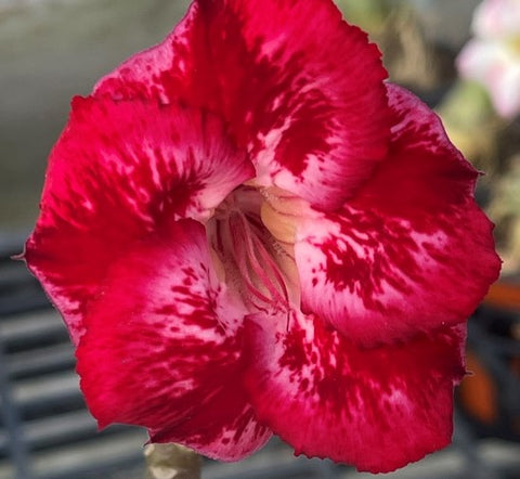 BAF605 CHILLI PEPPER Adenium Desert Rose