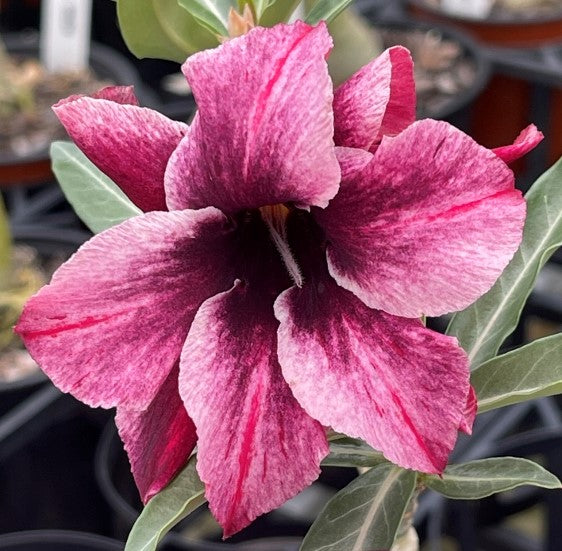 BAF609 LAMBENT PLUM Adenium Desert Rose