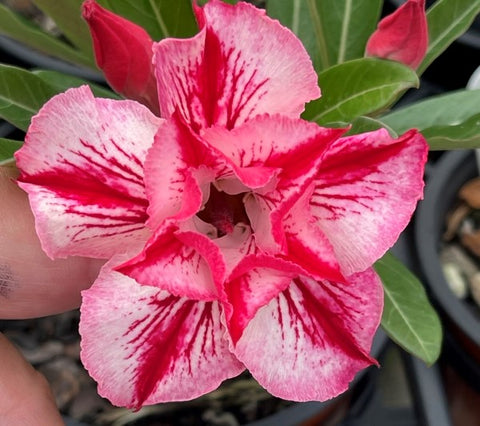 BAF610 SCINITILLANT STAR Adenium Desert Rose