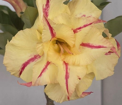 BAF618 SUNRAY ADENIUM DESERT ROSE