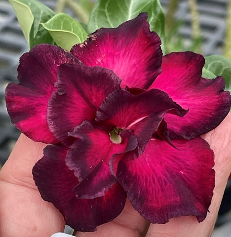 BAF623 - BITTERSWEET ADENIUM DESERT ROSE