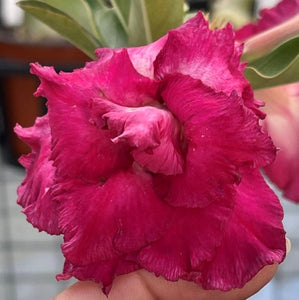 BAF625 - FEATHERED RUBY ADENIUM DESERT ROSE