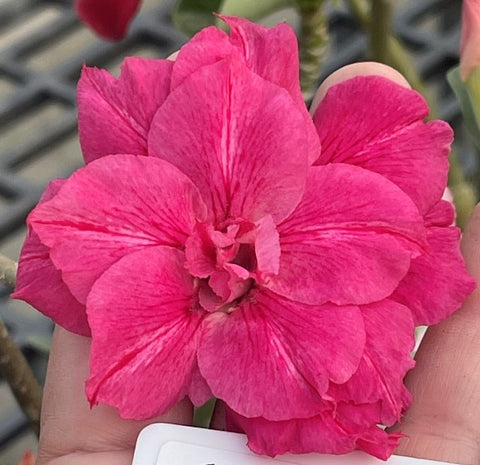 BAF626 - DELICATE ROSE ADENIUM DESERT ROSE