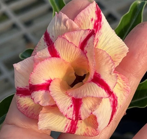 BAF630 - CREAMY ORANGISCLE ADENIUM DESERT ROSE