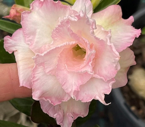 BAF631 - CREAMELLA ADENIUM DESERT ROSE