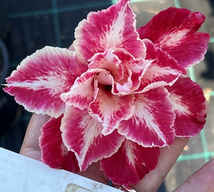 BAF632 - ATHENA ADENIUM DESERT ROSE