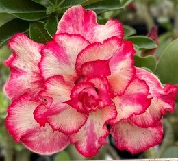 BAF637 - PRESTIGIOUS ADENIUM DESERT ROSE