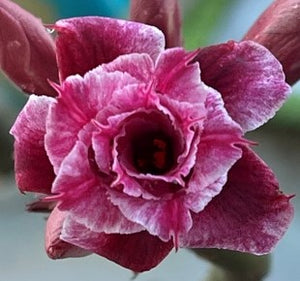 BAF638 - BOURGOGNE ADENIUM DESERT ROSE