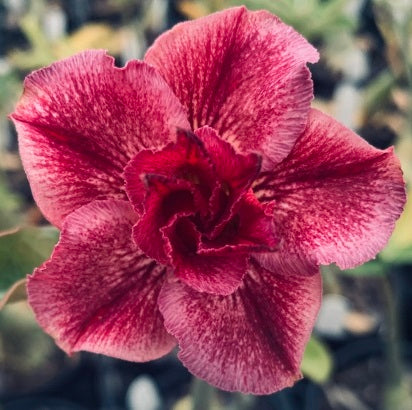 Double veined burgundy and mauve desert rose adenium